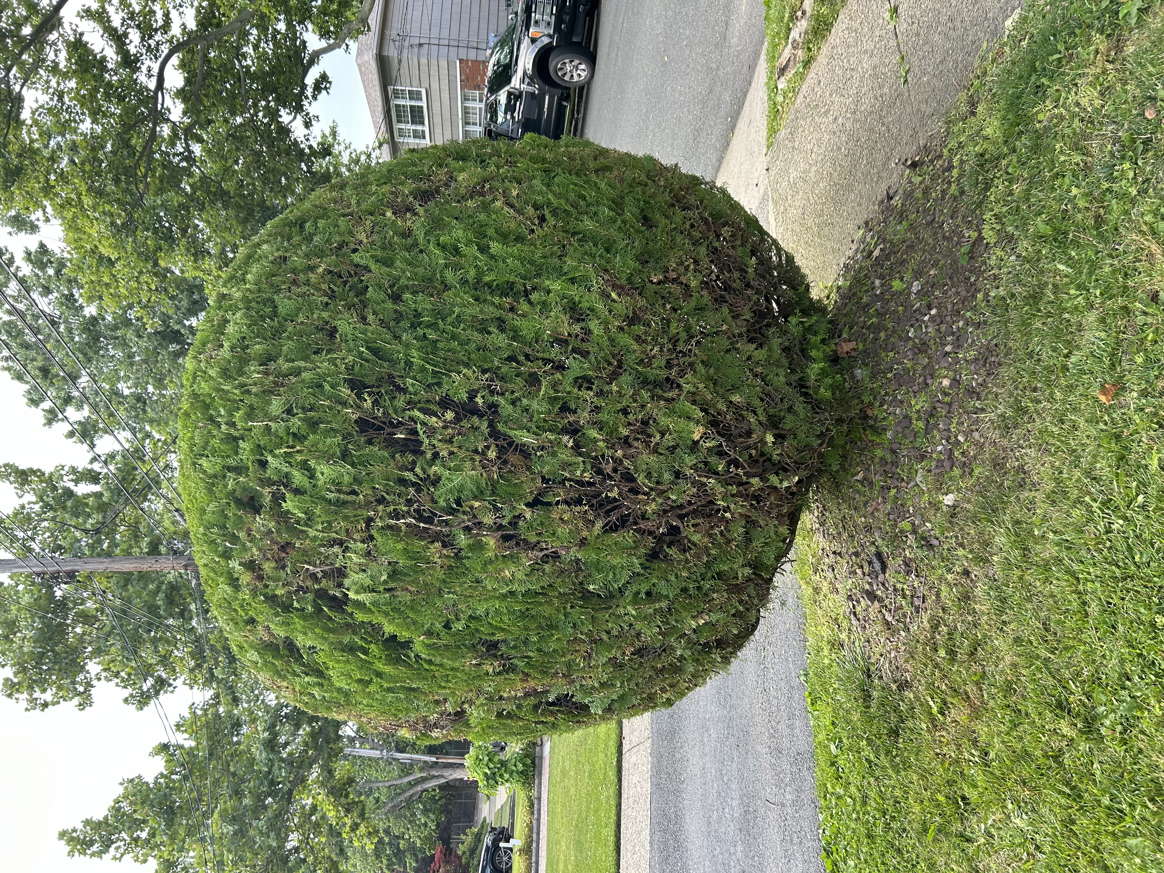 Shrub topiary trimming