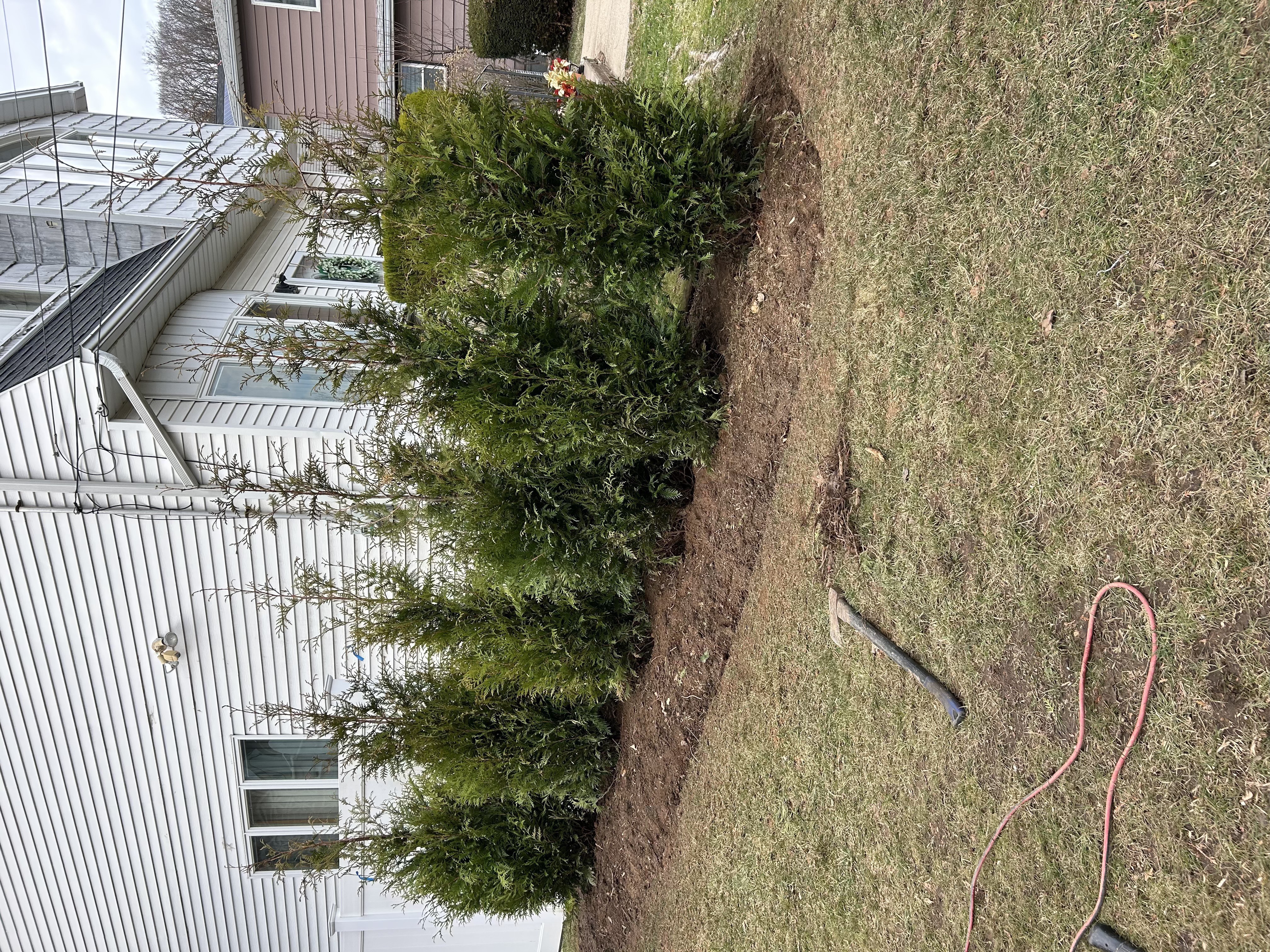 Arborvitae planting